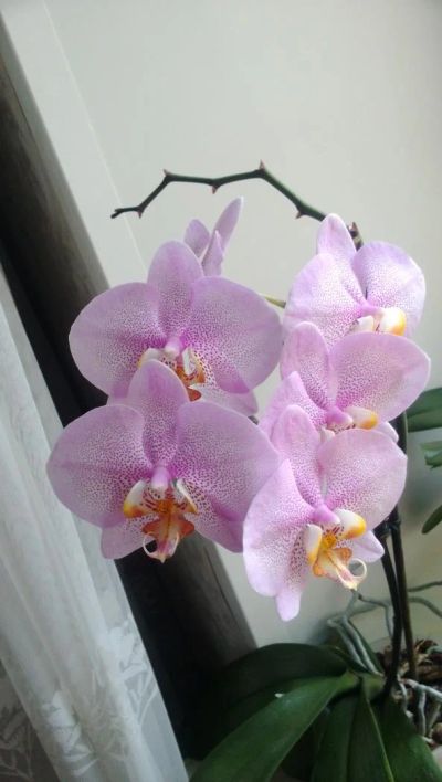 Лот: 7120285. Фото: 1. орхидея, цветущая. Горшечные растения и комнатные цветы
