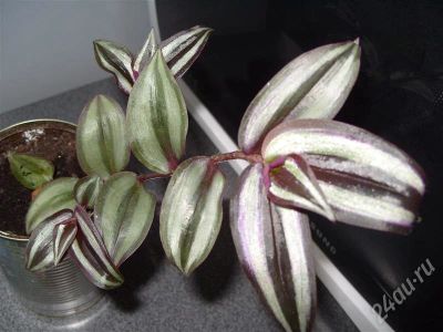 Лот: 441888. Фото: 1. Традесканция Зебрина 2. Горшечные растения и комнатные цветы
