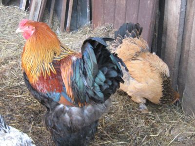 Лот: 9780822. Фото: 1. Продам кур и петухом породы Брама... Птицы