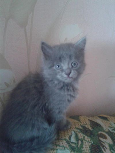 Лот: 7118687. Фото: 1. котята родились 14 марта 2016г. Кошки, котята