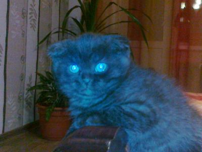Лот: 3606239. Фото: 1. Шотландский вислоухий котенок. Кошки, котята