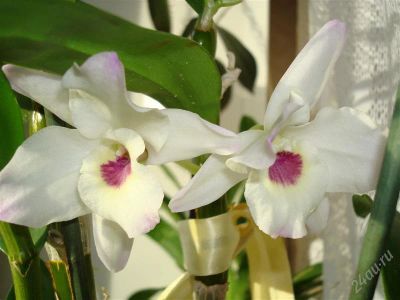 Лот: 1592514. Фото: 1. Орхидея дендробиум нобиле - цветет... Горшечные растения и комнатные цветы