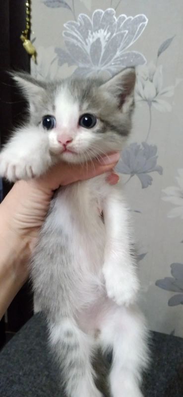 Лот: 17665606. Фото: 1. Котенок от британской кошки. Кошки, котята