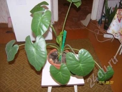 Лот: 311900. Фото: 1. Цветок. Горшечные растения и комнатные цветы