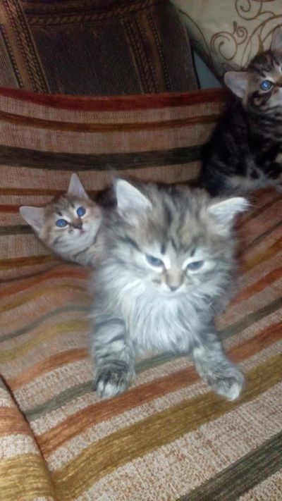 Лот: 7309199. Фото: 1. Продам маленького котенка. Кошки, котята