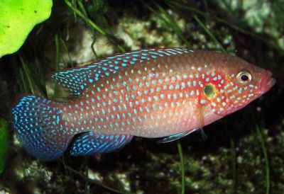 Лот: 7017976. Фото: 1. Хромис-красавец (Hemichromis bimaculatus... Рыбки