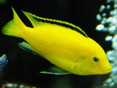 Лот: 2841544. Фото: 1. labidochromis yellow. Рыбки