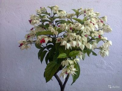 Лот: 11187283. Фото: 1. Клеродендрумом. Горшечные растения и комнатные цветы