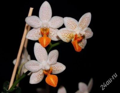 Лот: 1199339. Фото: 1. Phalaenopsis Mini Mark молодое... Горшечные растения и комнатные цветы