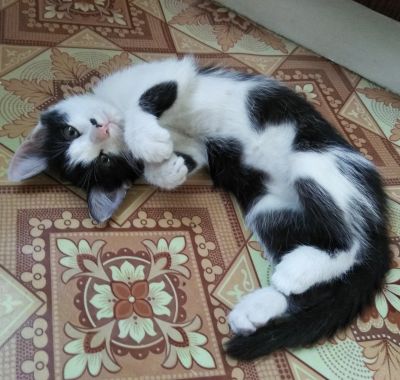Лот: 11608923. Фото: 1. Котенок Машенька, 1.5 месяца. Кошки, котята