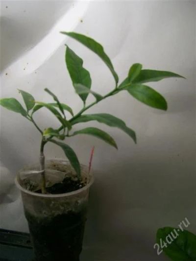 Лот: 2570841. Фото: 1. Лимонелла Вулкан. Горшечные растения и комнатные цветы