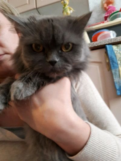 Лот: 11158089. Фото: 1. Британка кошка, в добрые руки. Кошки, котята