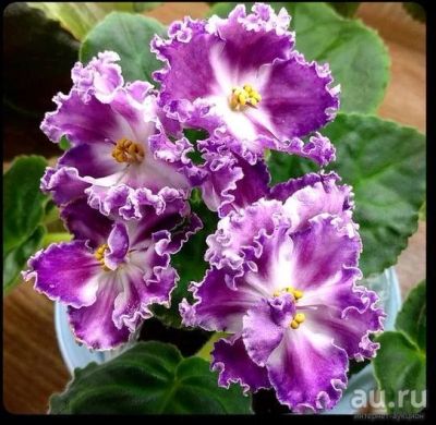 Лот: 12629517. Фото: 1. Фиалка СМ Легенда Петербурга... Горшечные растения и комнатные цветы