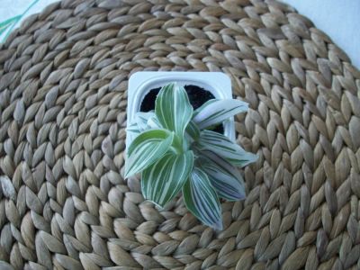 Лот: 5470198. Фото: 1. Традесканция. Укорененные черенки... Горшечные растения и комнатные цветы