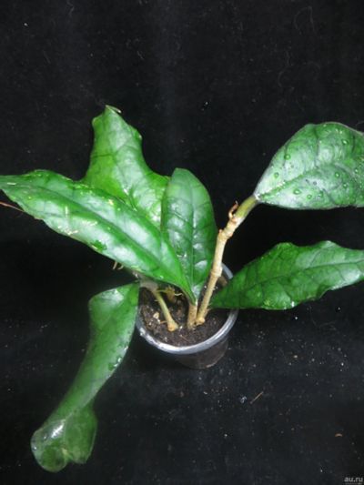 Лот: 13558956. Фото: 1. Хойя.Hoya sp Nong Nooch Thailand... Горшечные растения и комнатные цветы