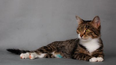 Лот: 6415643. Фото: 1. Кошка Целестина. Кошки, котята