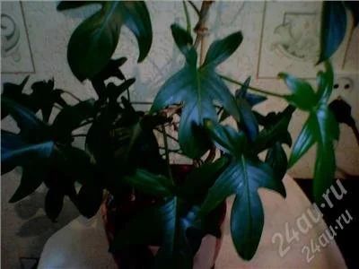 Лот: 1015511. Фото: 1. филодендрон. Горшечные растения и комнатные цветы