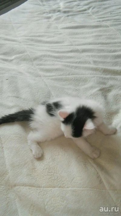 Лот: 9485777. Фото: 1. Отдам деревенского котика. Кошки, котята