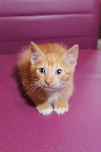 Лот: 8309068. Фото: 1. отдам рыжего котёнка. Кошки, котята