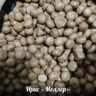 Лот: 15640732. Фото: 1. Ирис Меллер. Шоколад, конфеты