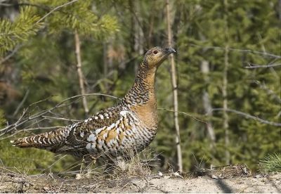 Лот: 3327160. Фото: 1. пружина от дивана. Охотничье оружие