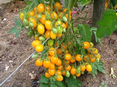 Лот: 13026628. Фото: 1. Семена томата"Грозди ильди". Овощи