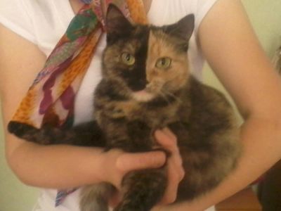 Лот: 6167923. Фото: 1. Кошка. Домики, переноски, клетки, когтеточки
