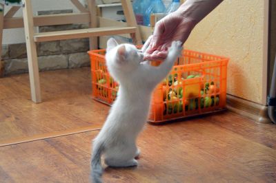 Лот: 3345751. Фото: 1. Суперкошка. Кошки, котята