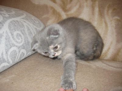 Лот: 5605948. Фото: 1. Продам шотландского вислоухого... Кошки, котята