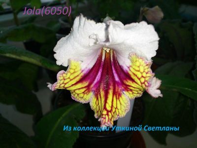 Лот: 3361502. Фото: 1. Стрептокарпус Jola(6050). Горшечные растения и комнатные цветы