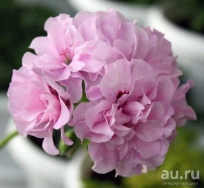 Лот: 7988070. Фото: 1. Плющелистная пеларгония "Chiffon... Горшечные растения и комнатные цветы