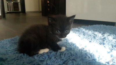 Лот: 5965596. Фото: 1. шотландская кошечка. Кошки, котята