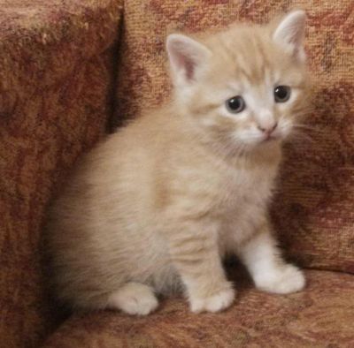 Лот: 3999345. Фото: 1. Отдам рыжую кошечку. Кошки, котята