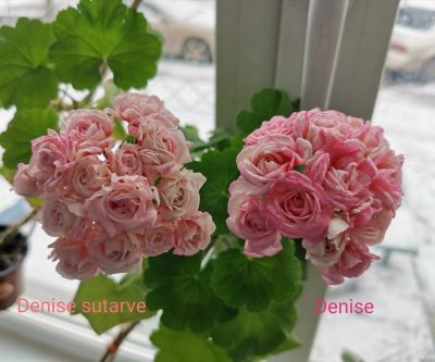 Лот: 17675405. Фото: 1. Пеларгония сорт Denise Sutarve. Горшечные растения и комнатные цветы