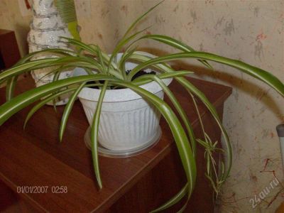 Лот: 1466510. Фото: 1. Хлорофитум в горшке. Горшечные растения и комнатные цветы