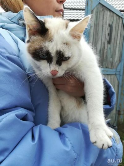 Лот: 10392561. Фото: 1. отдам Котенка. Кошки, котята
