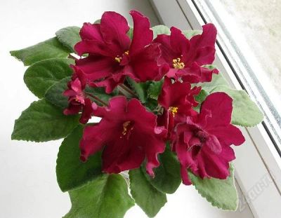 Лот: 1834167. Фото: 1. лист сортовой фиалки " Бой быков... Горшечные растения и комнатные цветы