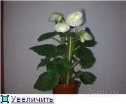 Лот: 108002. Фото: 1. Бегония. Горшечные растения и комнатные цветы