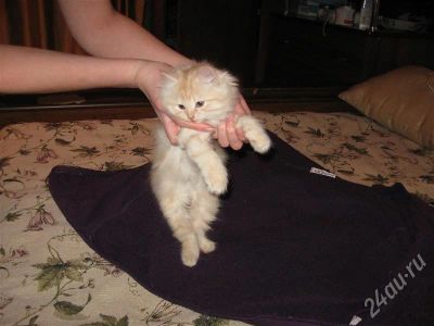 Лот: 279667. Фото: 1. котенок ищет дом. Остальные животные