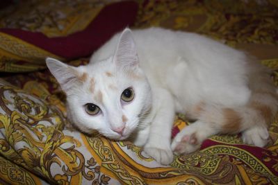 Лот: 6568844. Фото: 1. Кот. Кошки, котята
