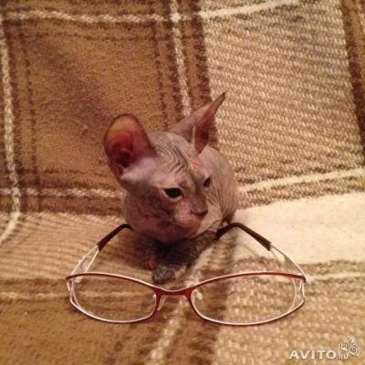 Лот: 3752721. Фото: 1. дончата редкого окраса. Кошки, котята