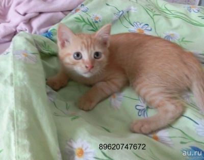 Лот: 7993849. Фото: 1. Котята котенок даром Рыжая кошечка... Кошки, котята