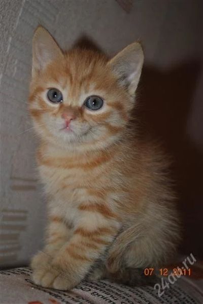 Лот: 1400768. Фото: 1. котенок рыжий наглый. Кошки, котята
