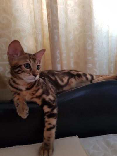 Лот: 14007202. Фото: 1. Бенгальский котёнок. Кошки, котята