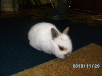 Лот: 2824633. Фото: 1. красивые крольчата)смотрите. Остальные животные