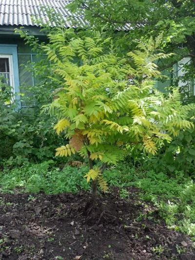 Лот: 5814654. Фото: 1. Рябинник кустарник. Декоративные кустарники и деревья