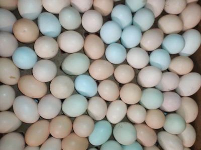 Лот: 25646080. Фото: 1. Продам индоуток. Птицы