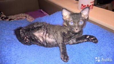 Лот: 5508783. Фото: 1. Котенок донского сфинкса. Кошки, котята