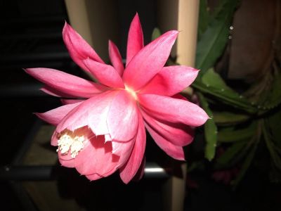 Лот: 17266066. Фото: 1. Эпифиллум. Горшечные растения и комнатные цветы