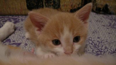 Лот: 6435982. Фото: 1. кофе с молоком. Кошки, котята